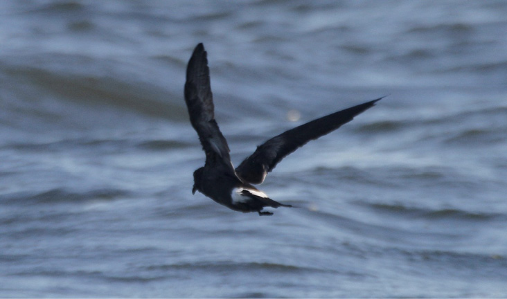 Figure 1. Band-rumped Storm-Petrel, Nantucket, August 28, 2011. Photograph by Vernon Laux.