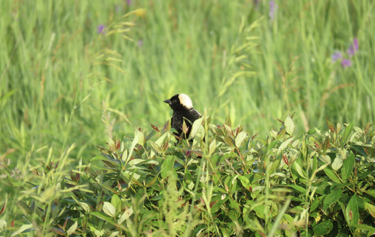 The Bobolink Project Takes Flight: Reflections and Aspirations After 10 Years of Growth