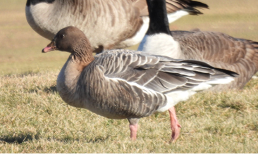 Pink-footed Goose by Carol Molander