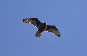 Ferruginous Hawk by Mary Keleher