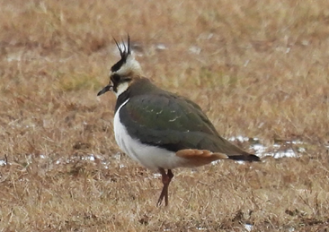 Northern Lapwing by Carol Molander