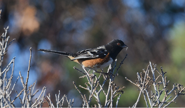 Spotted Towhee by Ted Bradford