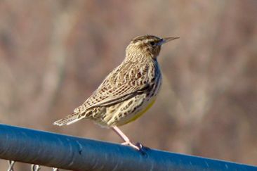 Western Meadowlark by Sara Griesemer