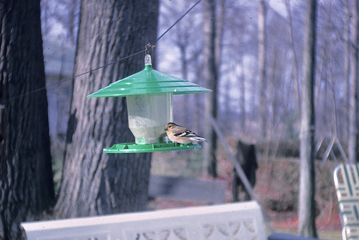 John’s World of Birds: Redux: Stalking Birds with Color Camera