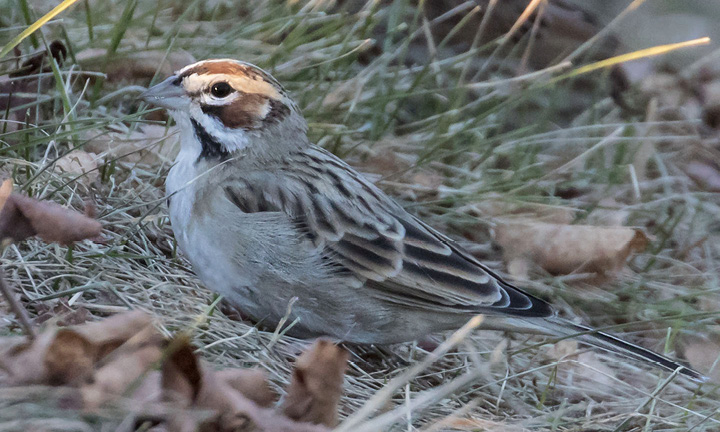 Lark Sparrow, Drumlin Farm, Lincoln.